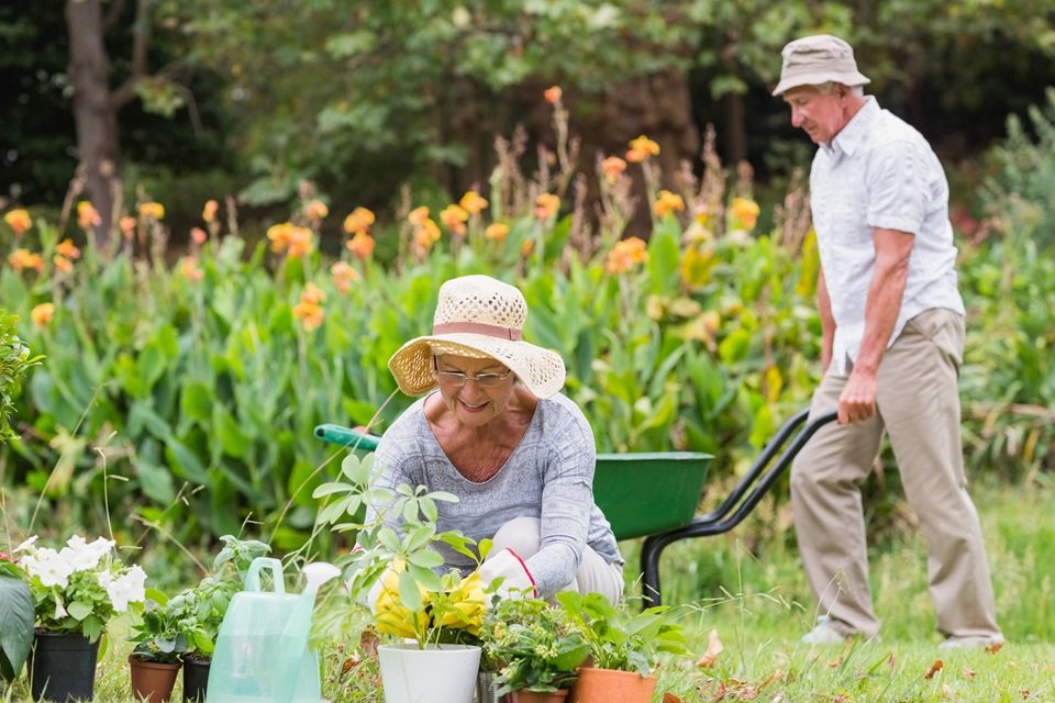 happy grandmother and grandfather gardening happy grandmother and grandfather gardening