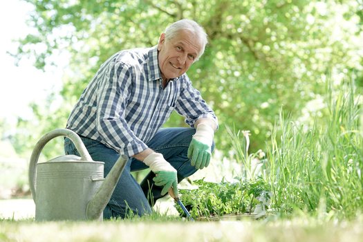 senior man planting aromatic plants in garden