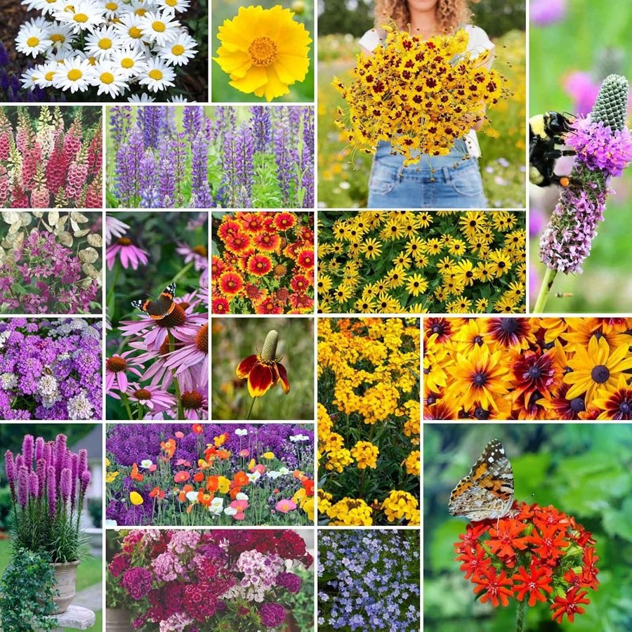 Native Plants for Seniors