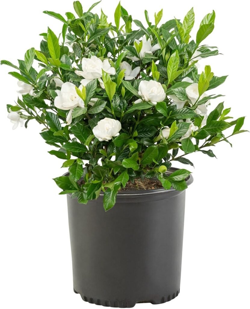 ๐ฟ Gardening with Older Adults Who Have Limited Mobility low maintenance plants for seniors
